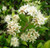 Cinnamon myrtle flower.  Backhousia myrtifolia flower.