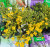 The bright yellow flowers of native prostrate grower hibbertia vestita.