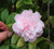 Camellia Sweet Emily Kate