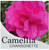 Camellia Chansonette