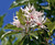 Cape Chestnut Calodendrum Capense