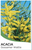 Gossamer Wattle Acacia floribunda