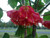 Strawberry Snowball Tree Dombeya cacuminum