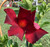 Mandevilla Opale Grenat
