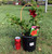 Mandevilla Opale Grenat