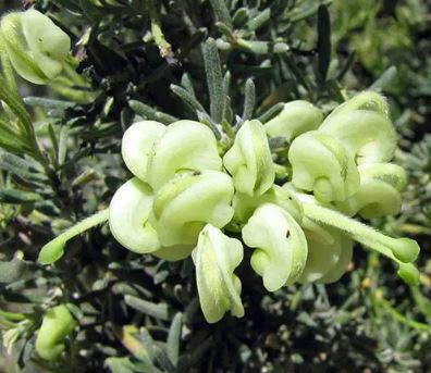 Grevillea Mello Yellow NATIVE