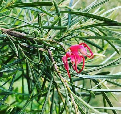 The flower of Grevillea Hidden Gem.