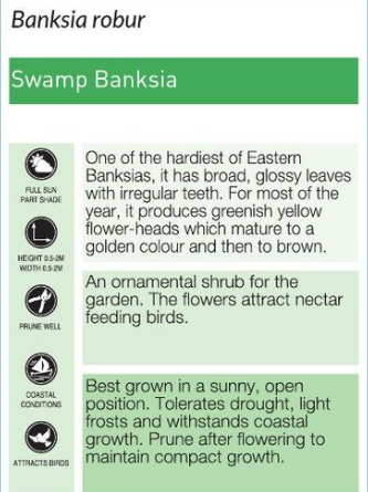 Banksia Robur.  Swamp banksia.