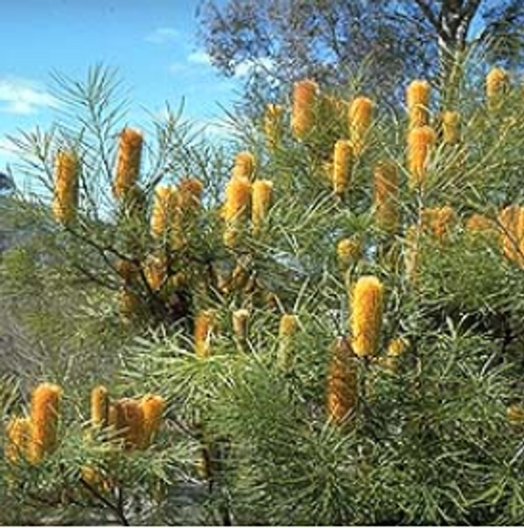 The flowers of Banksia spinulosa.