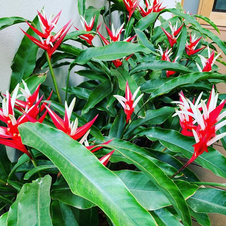 Heliconia Red Christmas.