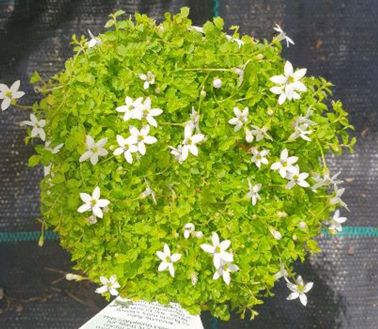 Pratia pedunculata is available for sale from Princess Fancy-Plants in Chandler, Brisbane.