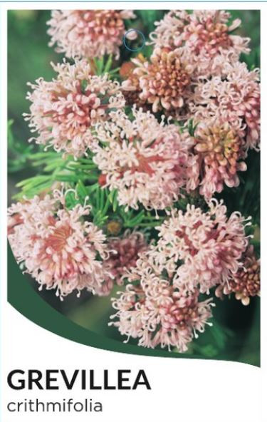 Grevillea crithmifolia Prostrate NATIVE