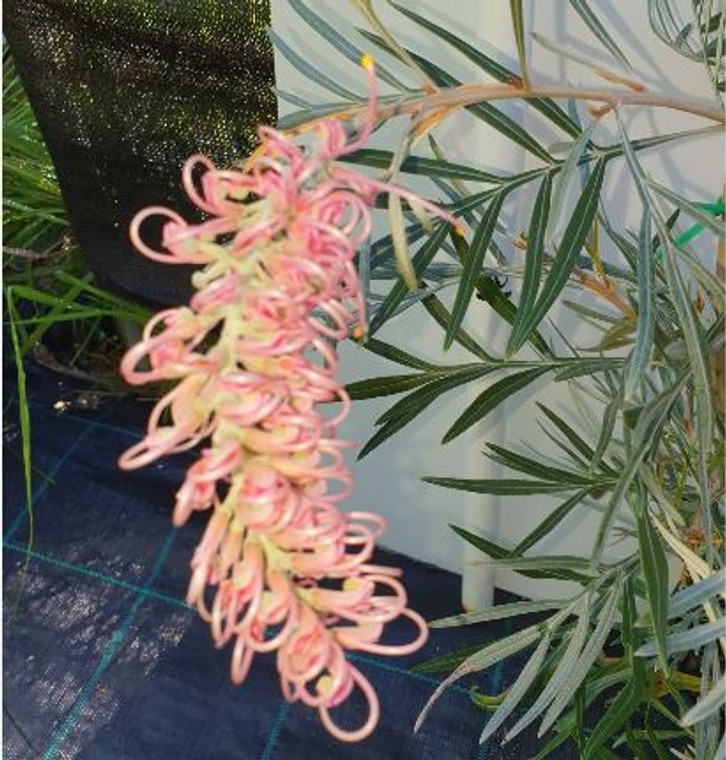 Grevillea Parakeet Pink