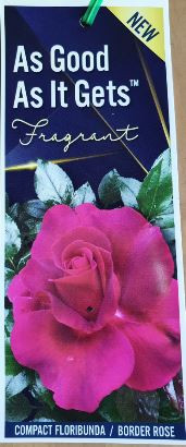 Rose As Good as it Gets