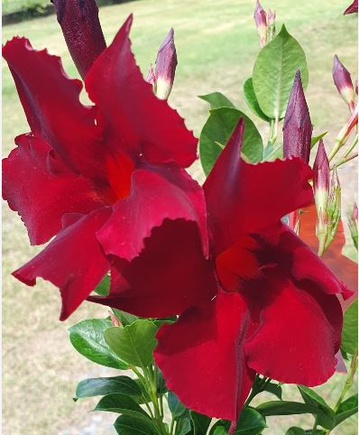 Mandevilla Totally Gorgeous