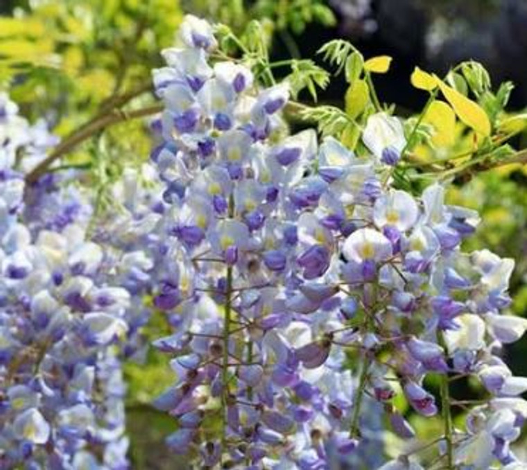 Wisteria floribunda "Macrobotrys".  Wisteria longissima.