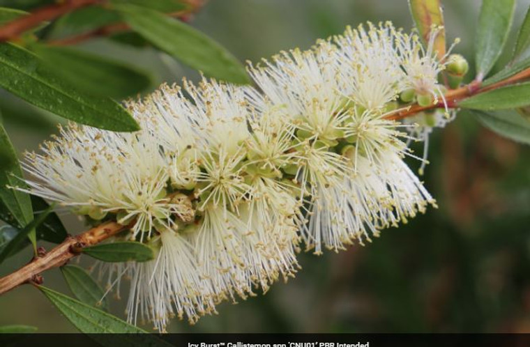 Callistemon Icy Burst.