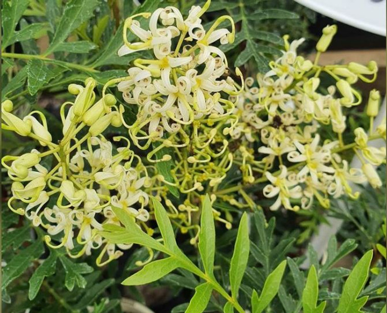 Lomatia silaifolia.  Crinkle Bush.
