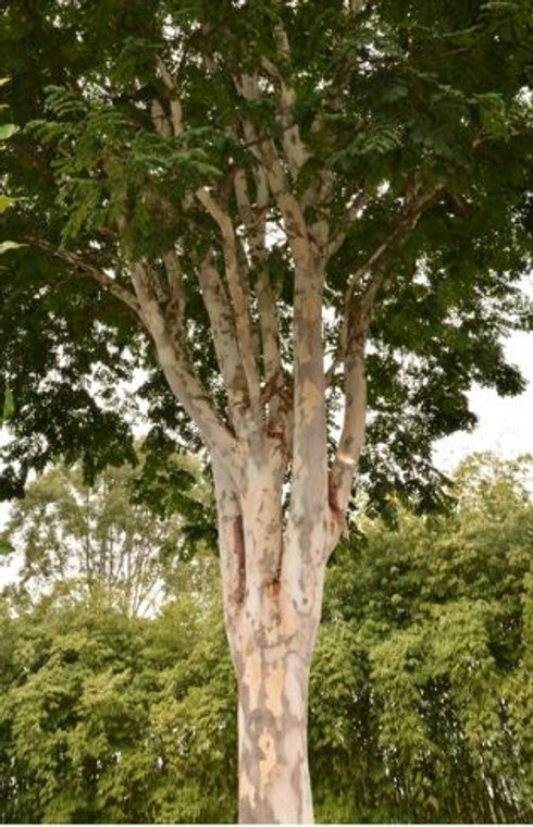 Leopard Tree Caesalpinia ferrea