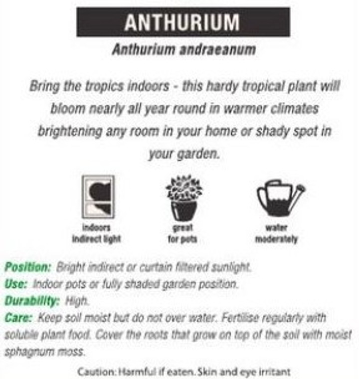 Anthurium