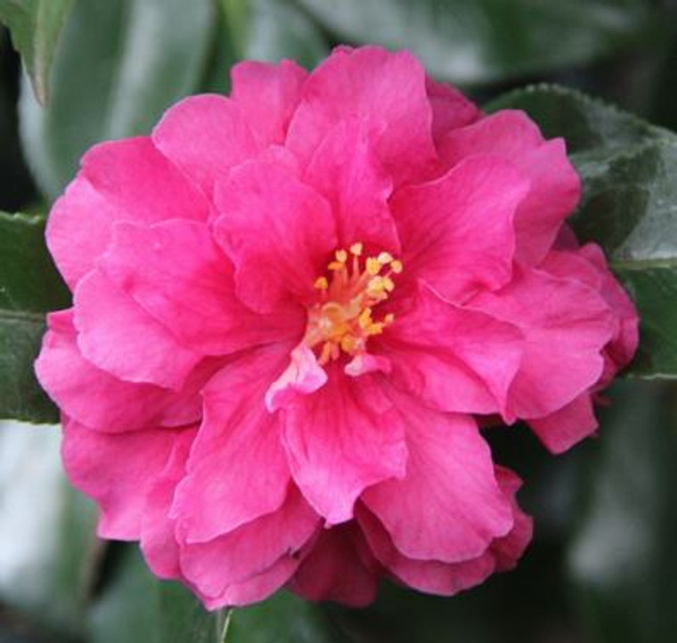 Camellia shishigashira