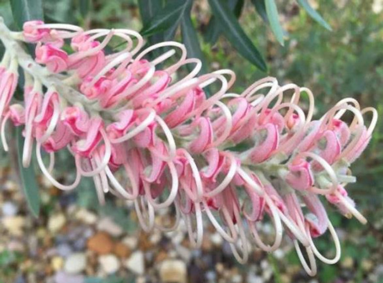 The pink and cream flower of Grevillea Misty Pink