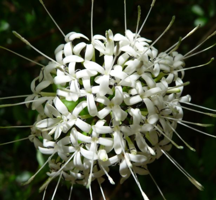 The flower of Pavetta australiensis (Butterfly Bush).