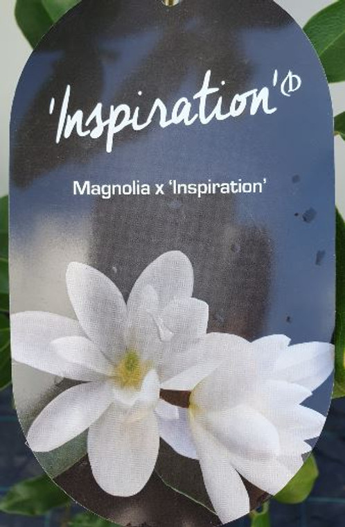 The front of the plant tag of Magnolia Inspiration.