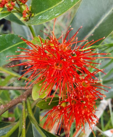 The flowers of Orange Penda Xanthostemon verdugonianus.
