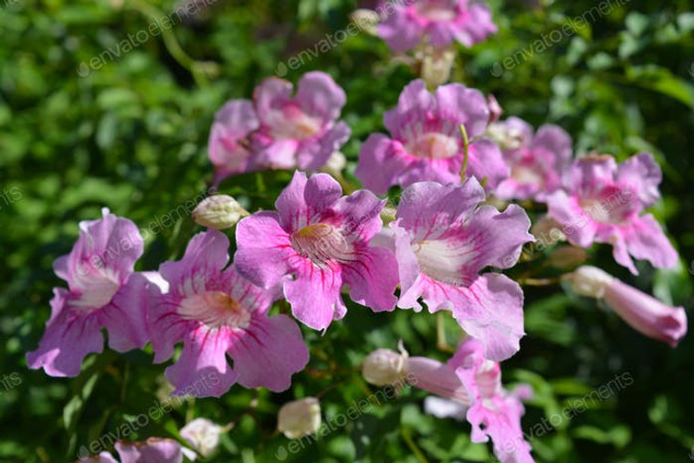 Pink Tecoma Bignonia Rosea syn. Podranea ricasoliana