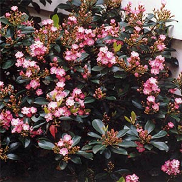 Pink Indian Hawthorne Rhaphiolepis Enchantress