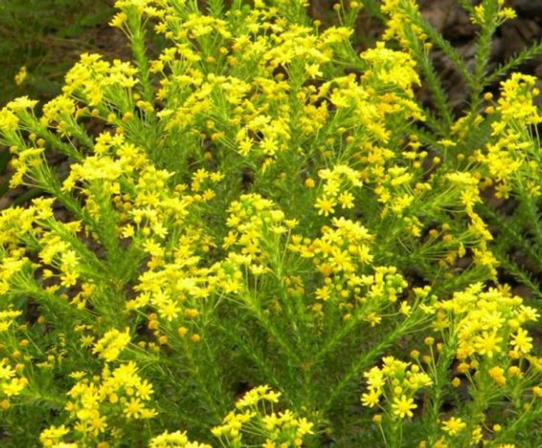 The flowers of Euryops virgineus.