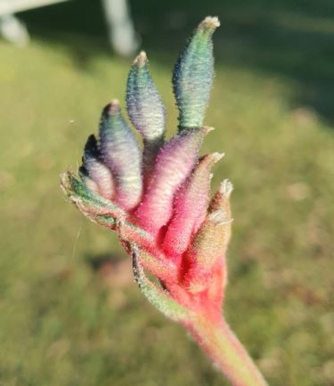 The multi-coloured flower of Kangaroo Paw Celebration "Fireworks", an anigozanthos hybrid.