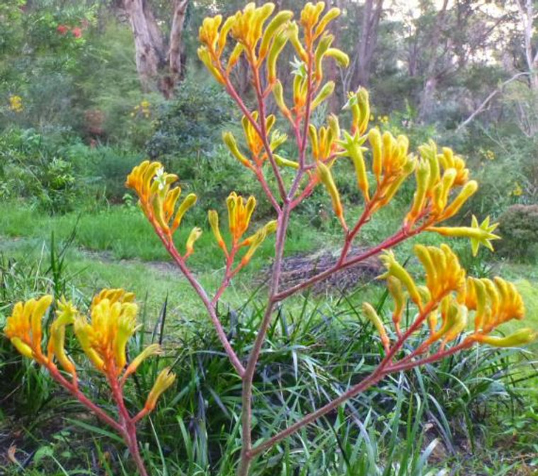 Kangaroo Paw Landscape Gold Anigozanthos