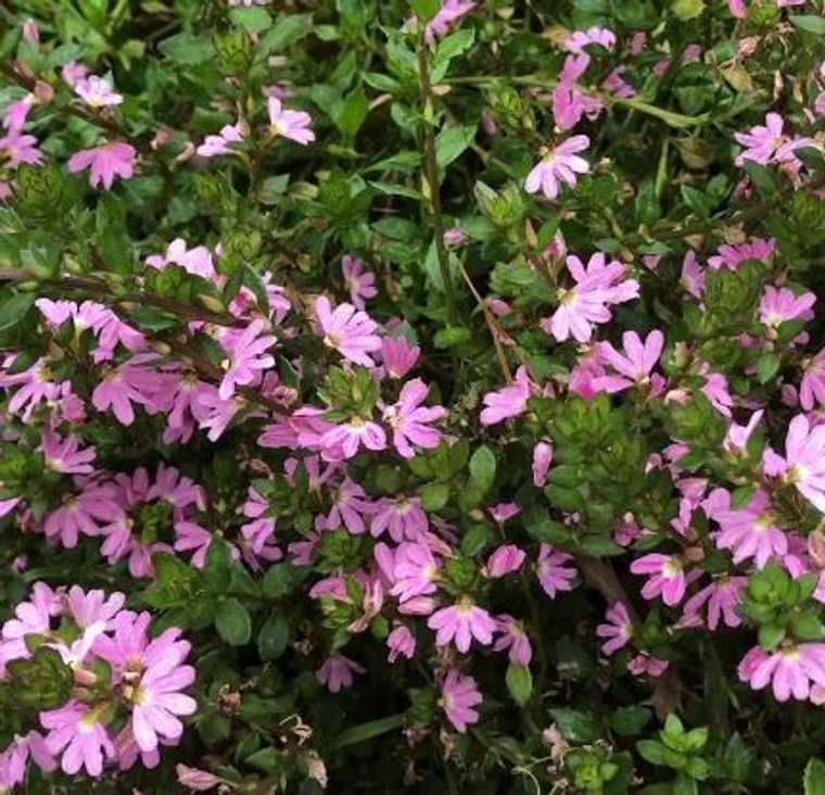 Scaevola aemula Fairy Pink NATIVE