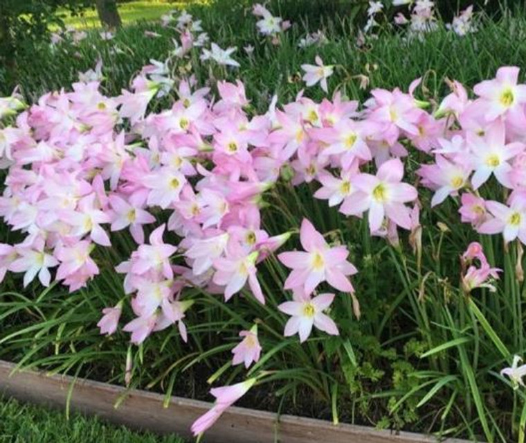 Pink Rain Lily Habranthus Robustus.  zephyranthes