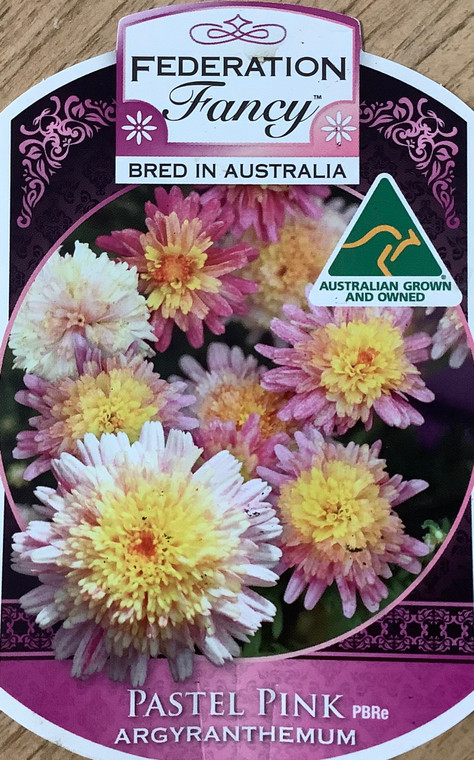 Federation Fancy Daisy Pastel Pink.  Argyranthemum frutescens