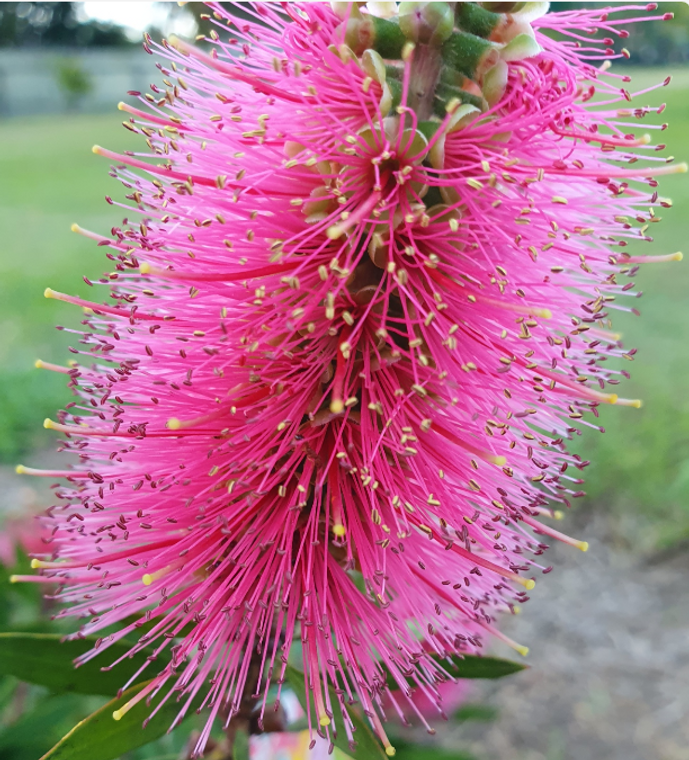Callistemon citrinis Carnival Watermelon Red