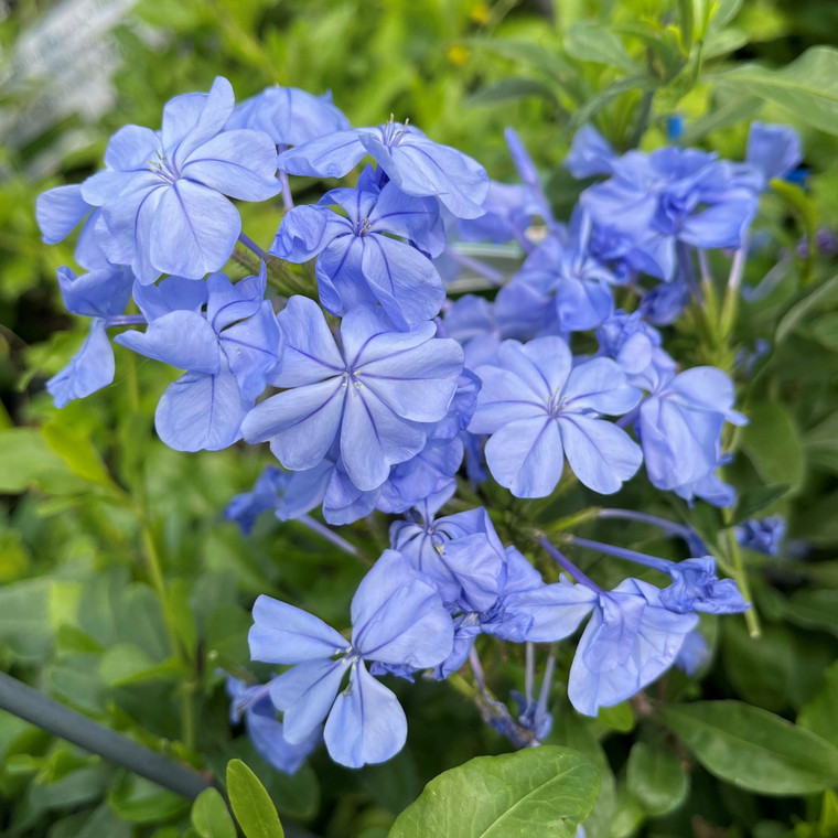 Plumbago auriculata Royal Cape