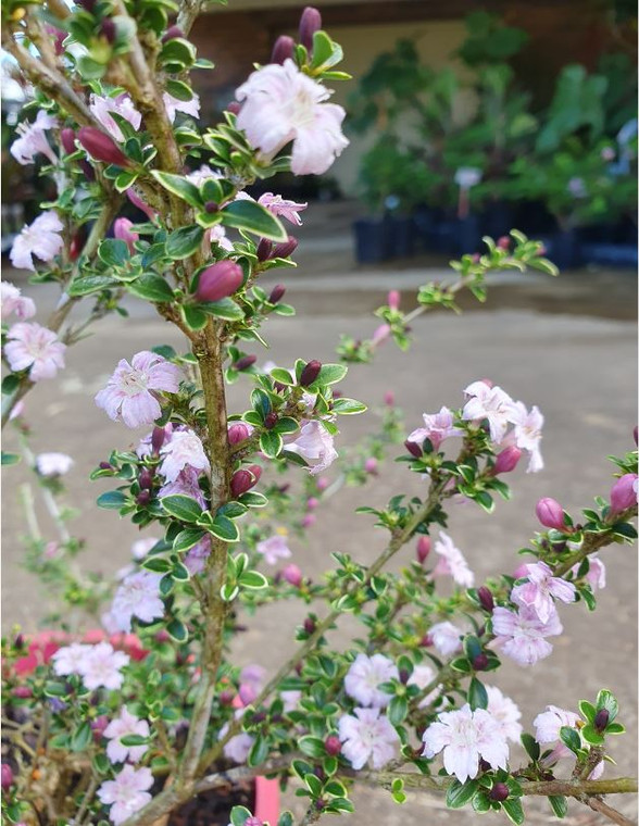 Serissa foetida Snow Leaves Pink Form