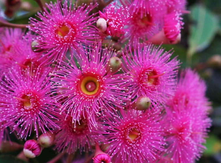 Eucalyptus Summer Glory GRAFTED NATIVE.  Grafted corymbia Summer Glory.