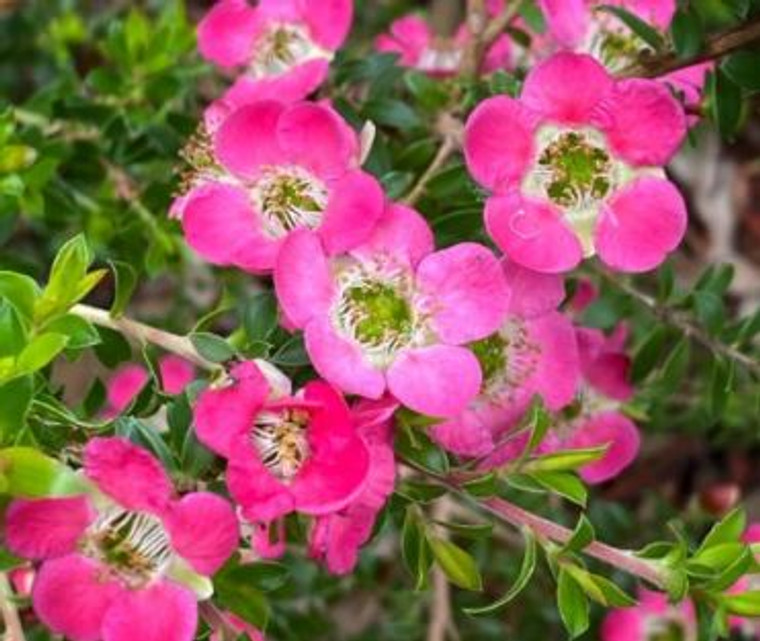 Leptospermum piccolo