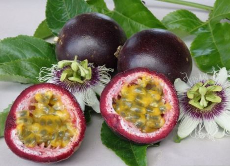 Black Passionfruit 
Passionfruit edulis