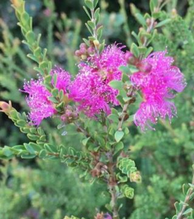 Melaleuca thymifolia Cotton Candy