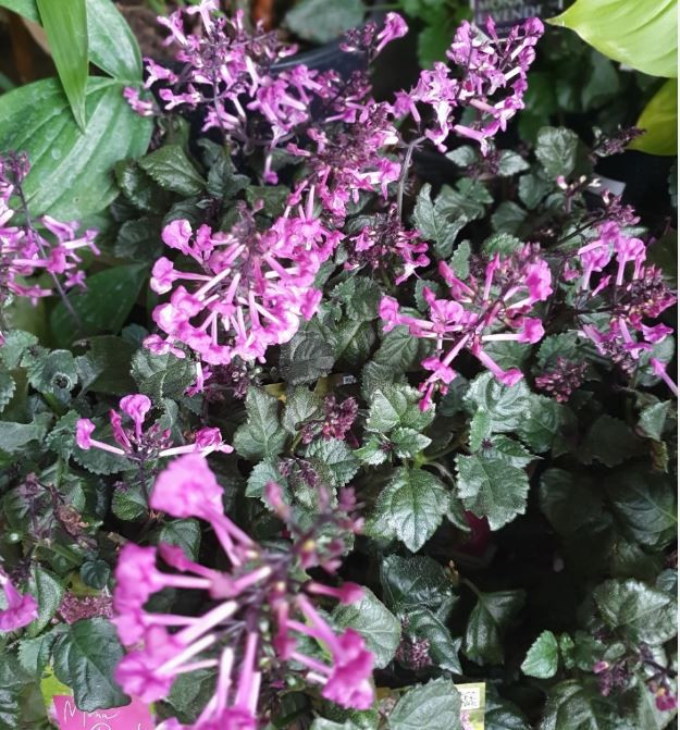 Plectranthus Mona Pink