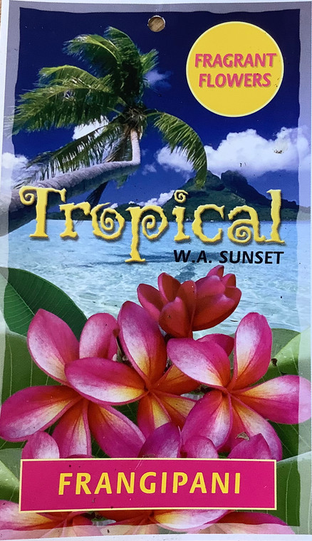 Frangipani WA Sunset