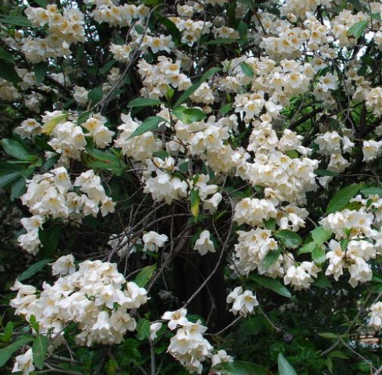 September Bells Rothmannia globosa