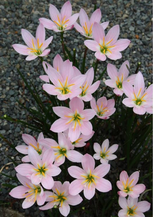 Grandjax Rain Lily Zephyranthes grandjax