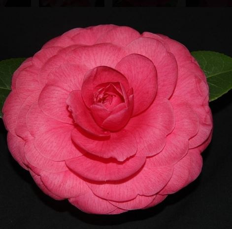 Ellie's Girl Camellia reticulata