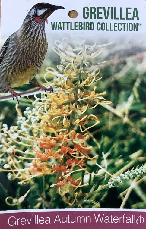 Grevillea Autumn Waterfall